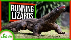 Why Lizards Don't Run Marathons Instructional Video