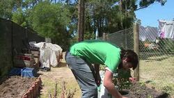 VOICED : Autocultivo de marihuana en News Clip