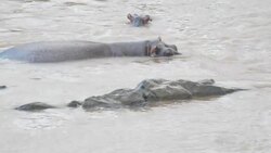 Hippos in the water News Clip