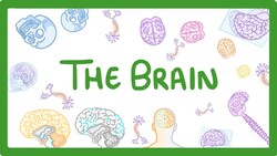 GCSE Biology - The Brain #30 Instructional Video