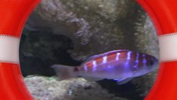 Learn to Sing the 10 Red Bottles Song with Ronnie Rock Instructional Video