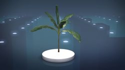 Researchers convert banana cellulose into biodegradable plastic Instructional Video