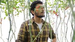 farm worker harvetsing tomatoes from organic garden Stock Footage