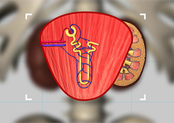 Nephrons Instructional Video