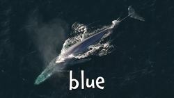 Types of Whales! Learn the different names of Whales Instructional Video
