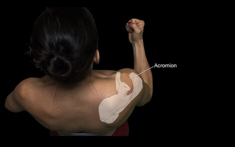 Scapula
