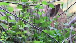 Shiloh Ranch Regional California. Stock Footage