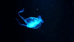 Close-up Jellyfish, Medusa in fish tank with neon light. Stock Footage
