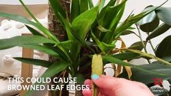 How to Care for Your Yucca Plant Instructional Video