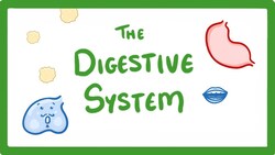 GCSE Biology - Digestive System #18 Instructional Video