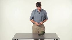 How to Teach Your Parrot to Fetch on a Table or Floor Instructional Video