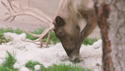 These Reindeer Can’t Get Enough of Playtime in the Snow for the First Time! Instructional Video