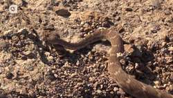 Rattlesnake with Double Fangs! Instructional Video