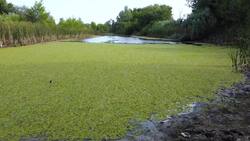 I WONDER - Do All Aquatic Plants Float? Instructional Video