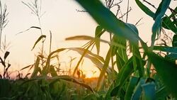 Sunset at cornfield. Organic food. Stock Footage