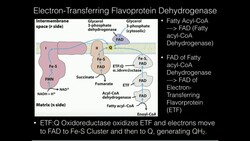 Electron-Transferring Flavoprotein:Ubiquinone Oxidoreuctase Instructional Video