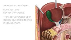 Gallenblase Instructional Video