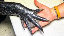 300 Pound Alligator Caught by Hand! Instructional Video