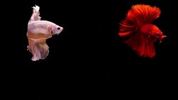 Capture the moving moment of Siamese fighting fish, Two Betta fish on black background Stock Footage