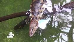 Ancient Survivors: From Dinosaurs to Modern Day Instructional Video