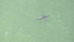 Shark advisory in effect on California beaches News Clip