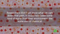 Hilde Mangold and the Organizer of Life | Great Minds Instructional Video