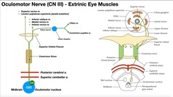 Cranial Nerve III - Oculomotor Nerve [Part 1] | Origin, Structure, Pathway & Function Instructional Video
