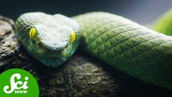 The Bizarre Evolution of Hemipenes (yes...hemipenes.) Instructional Video