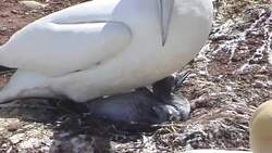 Gene Transfer Instructional Video