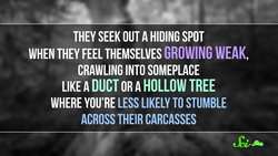 Where Are All the Dead Animals Instructional Video