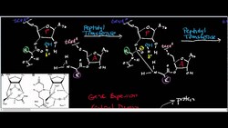 Peptidyl Transferase/Ribosome Physiology, Biochemistry, and Mechanism Instructional Video