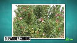 10 Plants That Could Kill You Instructional Video