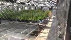 CLEAN : Bay Area researchers study connection between root length and carbon storage News Clip