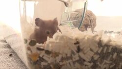 CLEAN : Hong Kong hamster owner "heartbroken" after government decision to cull thousands of small animals News Clip