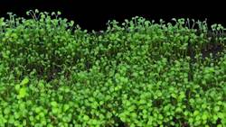 Mechanisms of Plant Growth Instructional Video