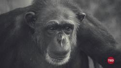 TED: Why monkeys (and humans) are wired for fairness | Sarah Brosnan Instructional Video