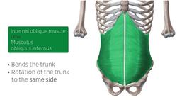 Muscles of the trunk Instructional Video