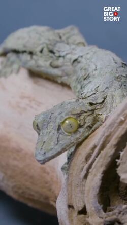 The Amazing Camouflage of the Mossy Leaf-Tailed Gecko Instructional Video