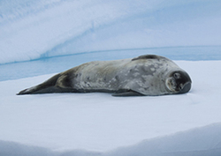 Life in the Freezer Instructional Video