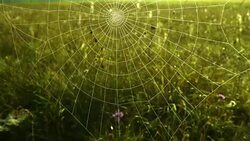 Autumnal spiderweb Stock Footage