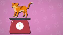 How Big Is The Siberian Tiger? Instructional Video