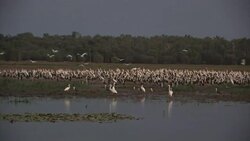 Storks flock the shoreline Stock Footage