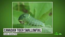 Whiteflies Destroy Crops Thanks to a Stolen Plant Gene | SciShow News Instructional Video