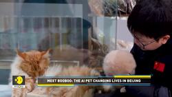 AI pets helping China's youth combat social anxiety News Clip