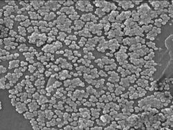 Microscopic Life: Bacteria Instructional Video