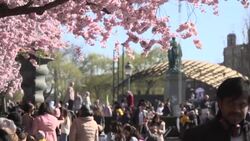 CLEAN : Cherry blossoms in Stockholm mark the beginning of spring News Clip
