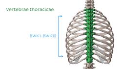 Brustwirbelsäule (BWS) Instructional Video