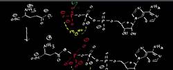 Glutamine Synthetase Biosynthesis of Glutamine Instructional Video