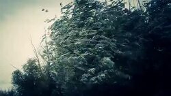 strong wind outdoors Stock Footage