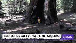Protecting California's Giant Sequoia Trees Among Wildfires News Clip